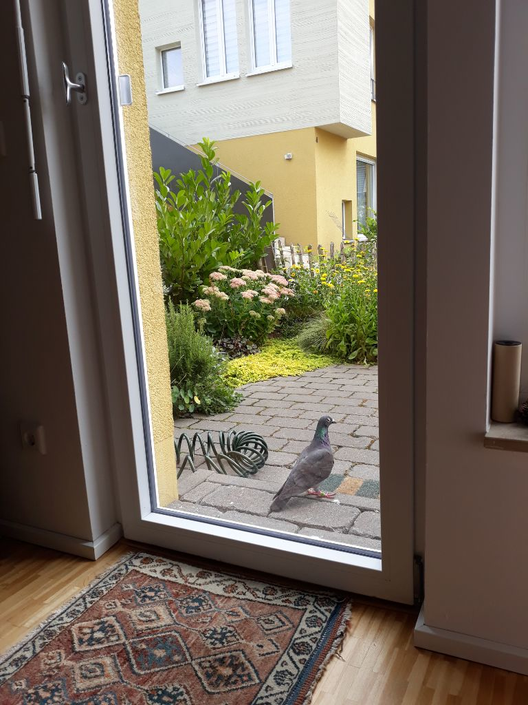 Blick aus einem Zimmer durch eine geschlossene Glastür auf eine Terasse. Vor der Tür steht eine Taube. Dahinter frische Büsche und eine helle Hauswand mit Fenstern.