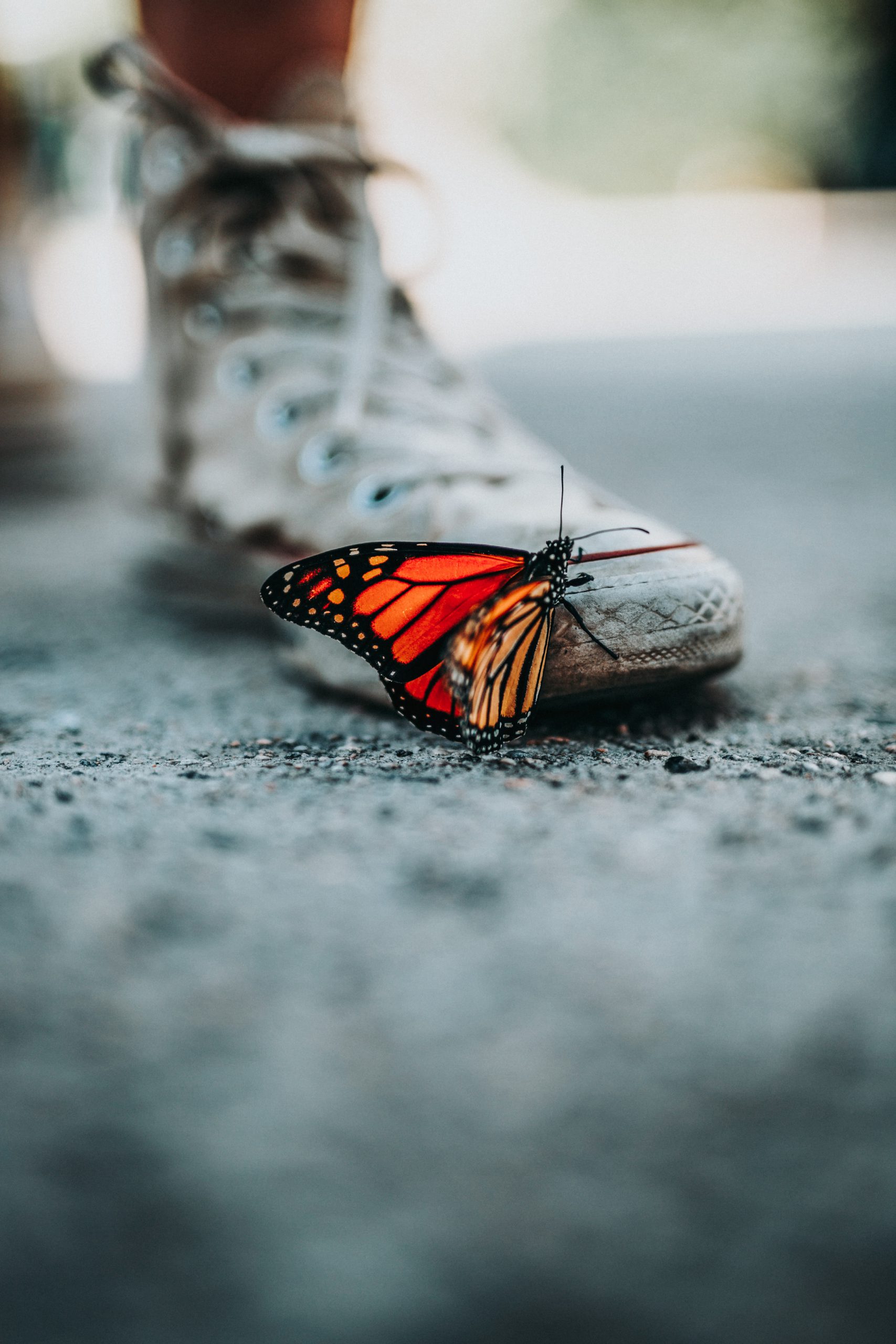 Schmetterling auf einer schmutzigen Straße klettert an einem Turnschuh hoch. Man sieht den nackten Unterschenkel und ein wenig von dem zweiten Schuh.